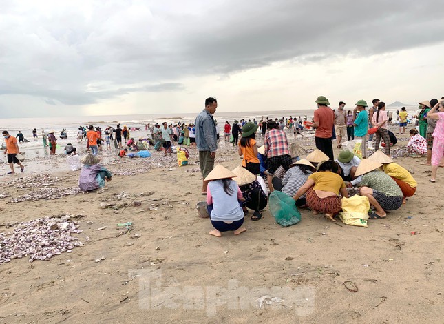 Từ tối 25/9, hàng trăm người dân kéo nhau đến bờ biển phường Quỳnh Phương (thị xã Hoàng Mai, Nghệ An) để vớt “lộc trời” khi hay tin ngao dạt vào bờ biển nhiều sau lũ.
