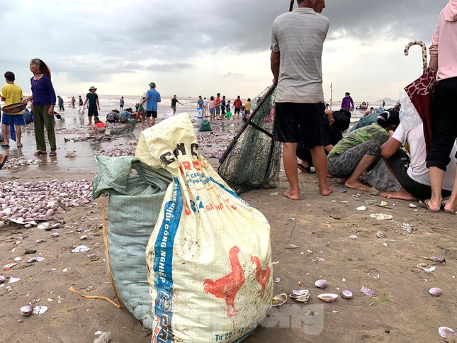 Để vớt được ngao, nhiều người sử dụng một chiếc vợt gắn lưới bao quanh rồi đi rà dọc bờ biển.