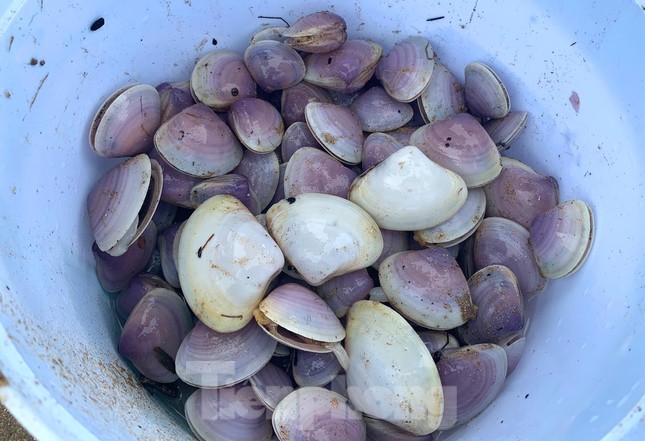 Theo người dân địa phương, loại ngao này còn được gọi là ngao tím, sống sâu dưới đáy biển, thân màu trắng tím, to cỡ mu bàn tay người lớn, hình tam giác, thịt trắng đục, khá ngọt và có tính mát.