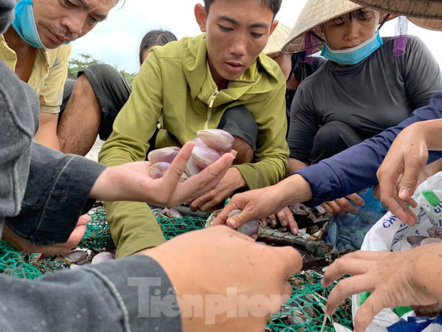 Sau khi vớt được lộc trời, người dân nhanh chóng đưa lên bờ cho người thân phân loại rồi tiếp tục quay xuống biển “xúc” ngao. Chỉ trong sáng 26/9, nhiều người đã vớt được hàng trăm kg.