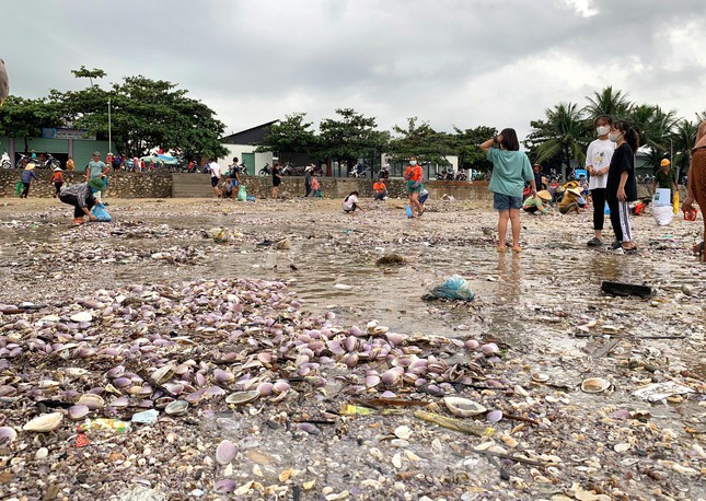 Chị Nguyễn Thị Khánh (trú phường Quỳnh Phương) - một người thu mua ngao cho biết, hiện trên thị trường loại ngao tím này đang được bán với giá dao động từ 10-20.000 đồng/kg. Đối với loại lớn có thể bán được giá cao hơn nhiều.