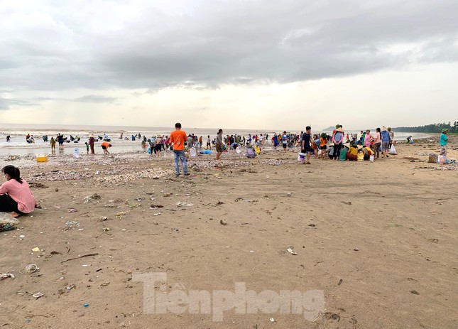 Nhiều người dân nơi đây “bội thu” nhờ nhặt ngao tím này. Trung bình mỗi gia đình bán được 500.000- 1 triệu đồng mỗi ngày. Thậm chí, có những hộ gia đình nhiều thành viên đi nhặt được 1-2 tạ ngao, bán được từ 1-2 triệu đồng.
