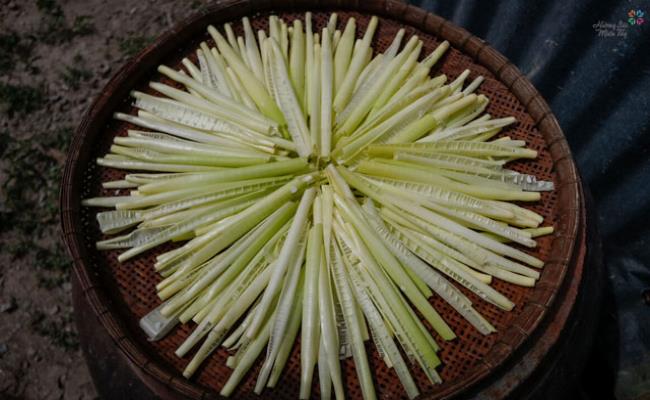 Năn bộp có tên khoa học là Eleochararis Dulcis, thuộc họ cói. Chúng là loại thực vật bản địa của Châu Á, Úc và vùng nhiệt đới Châu Phi.
