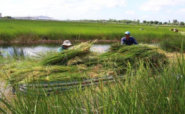 Tháng 4 âm lịch là thời điểm năn bộp mọc um tùm nhất.&nbsp;
