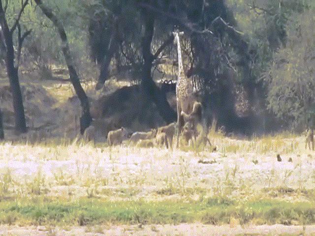 Phi thường - kỳ quặc - Video: Cả đàn sư tử vây hãm, hợp sức quật ngã hươu cao cổ