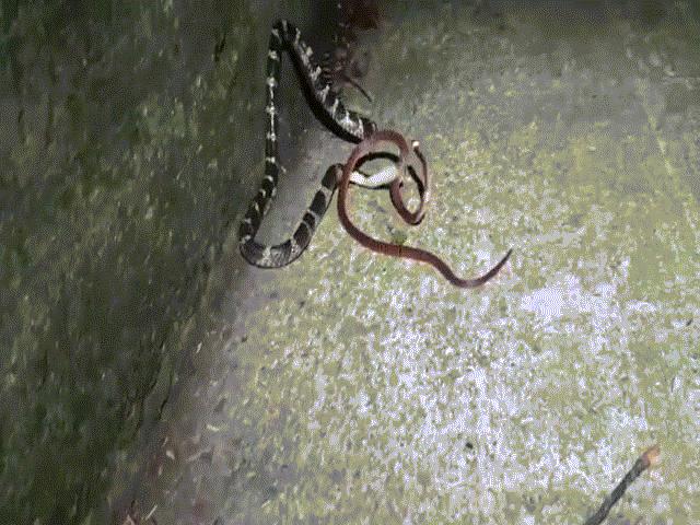 Phi thường - kỳ quặc - Video: Rắn san hô cực độc cũng co giật đùng đùng khi bị cạp nia tấn công