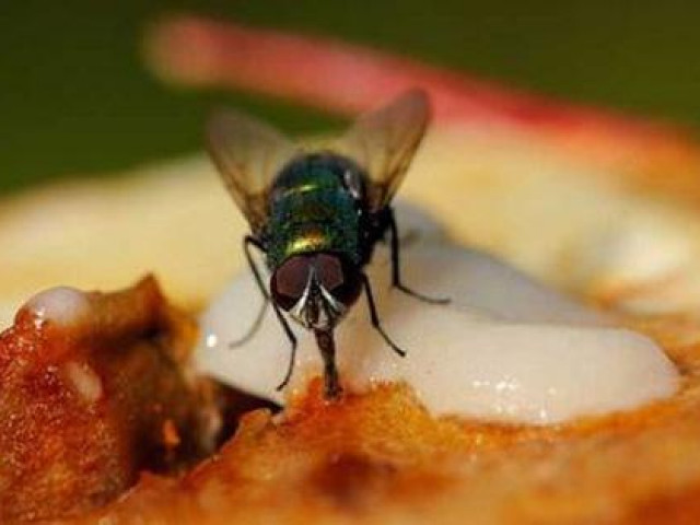 Sức khỏe đời sống - Điều hãi hùng mà bạn có thể gặp phải khi lỡ ăn thức ăn bị ruồi đậu lên
