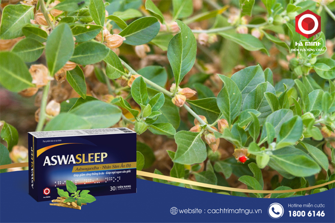 Sâm Ấn Độ là thành phần chính trong TPBVSK Aswasleep giúp điều hòa giấc ngủ