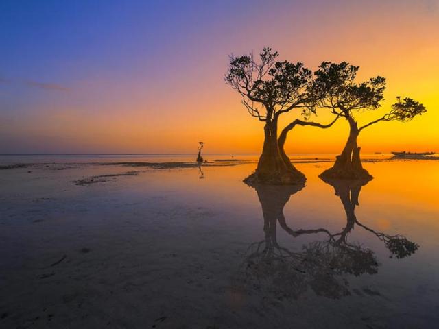 Du lịch - Những cái cây “nhảy múa” hình dáng kỳ lạ, đẹp rụng rời dưới ánh hoàng hôn