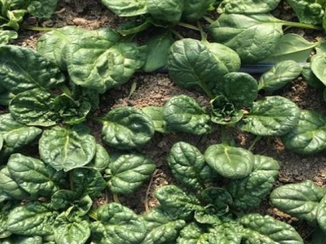 Thị trường - Tiêu dùng - Loại khoai tây gần 16 triệu đồng/kg và những loại rau đắt đến khó tin