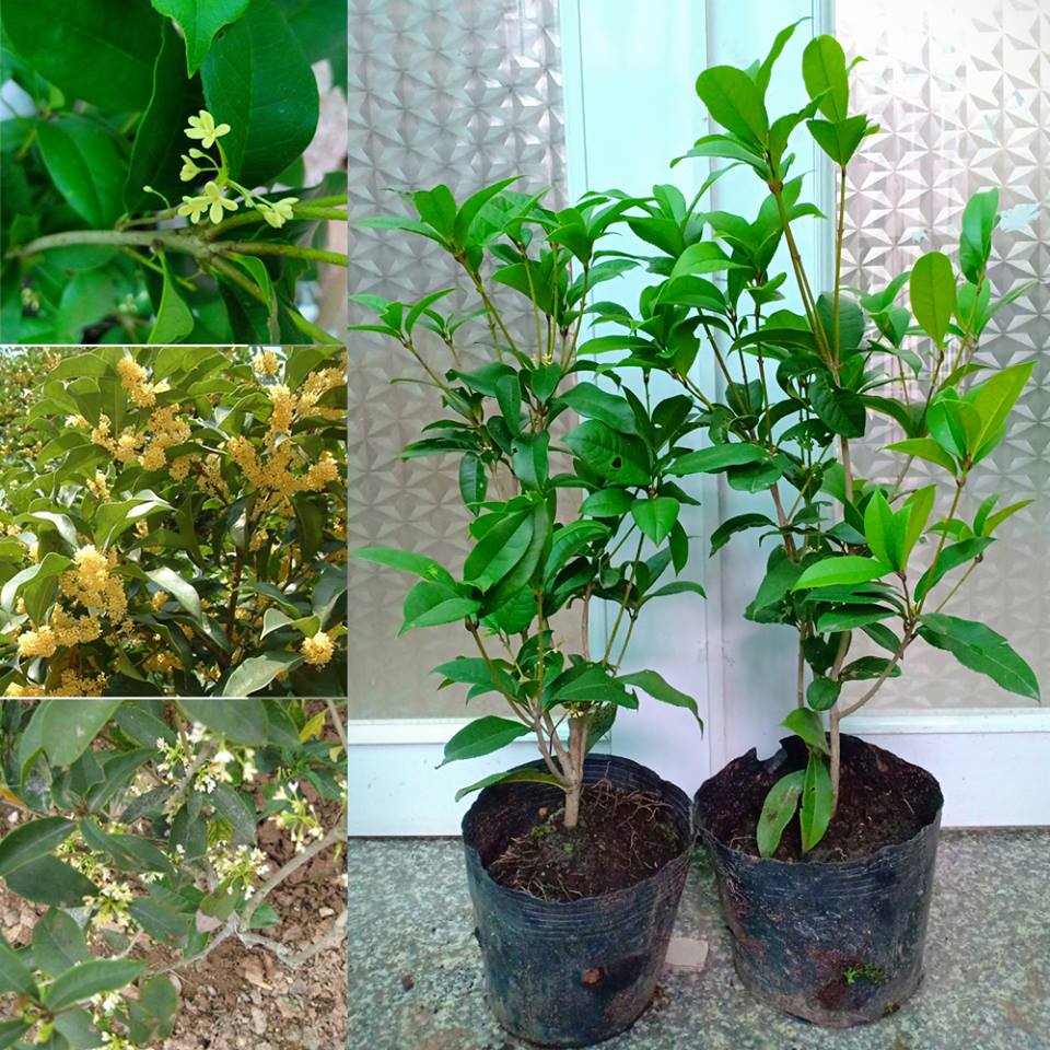 Mộc hương là một loại cây cảnh quý, có giá đắt ngang ngửa lan đột biến.