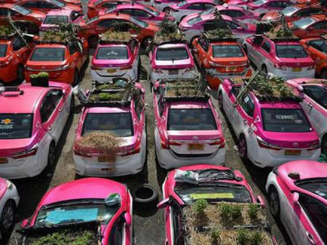 Ô tô - Ế khách mùa dịch, hãng taxi Thái Lan trồng rau trên ô tô