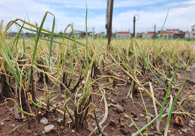 Rau màu dần thối hỏng sau nhiều ngày bị ngâm nước