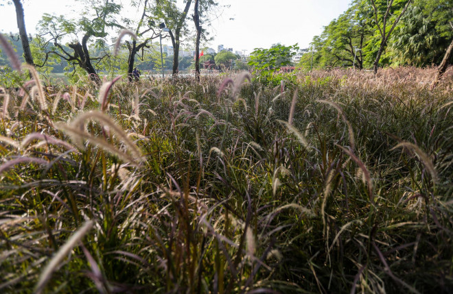 Những cây cỏ dại mọc um tùm sau hơn 2 tháng TP Hà Nội thực hiện giãn cách xã hội