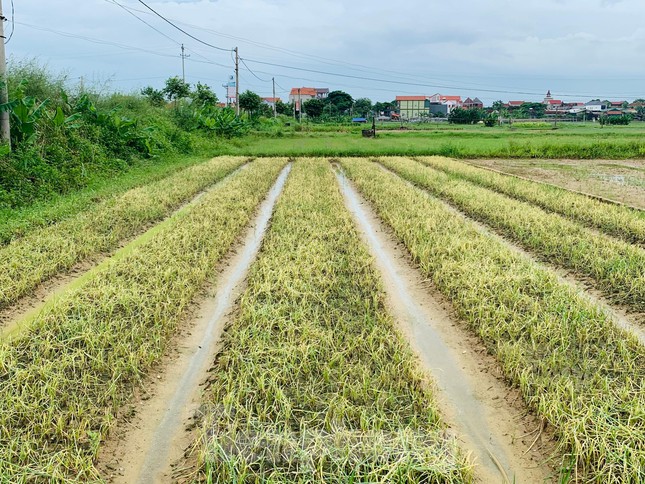 Hàng nghìn ha hoa màu ở vùng chuyên canh huyện Quỳnh Lưu chết rũ ngoài đồng
