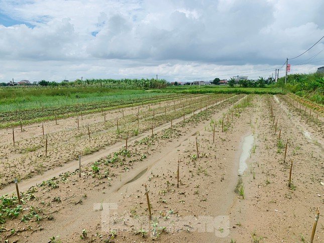 Nhiều ruộng rau hư hỏng do ngâm nước nhiều ngày