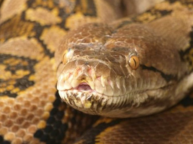 Media - Sư tử cả gan chọc tức trăn đá và cái kết nhớ đời