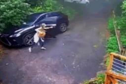 Clip: Gấu đen đột nhập vào Lexus khiến nữ tài xế hốt hoảng bỏ chạy