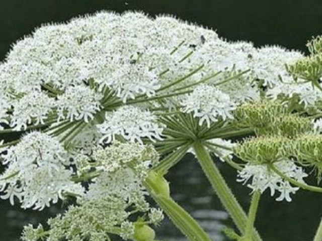 Phi thường - kỳ quặc - Bé trai 12 tuổi bị bỏng mặt vì vô tình chạm vào loại cây này