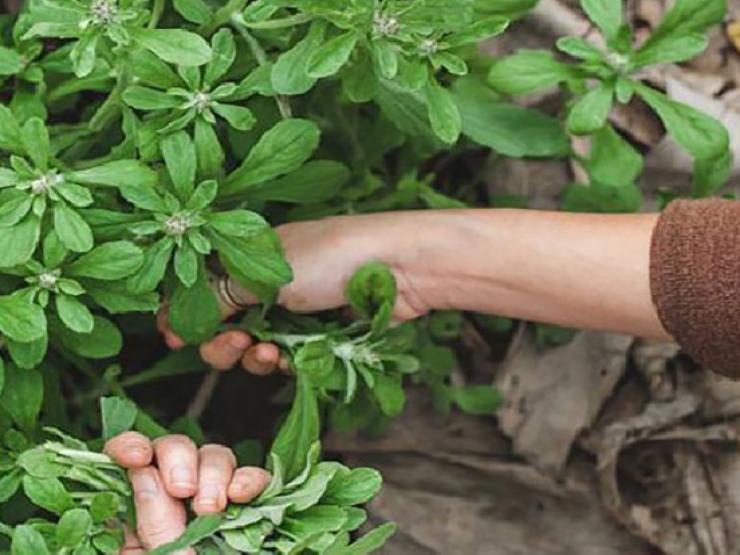 Thị trường - Tiêu dùng - Trước mọc dại đầy bờ bụi, nay thành đặc sản giá 500.000 đồng/kg