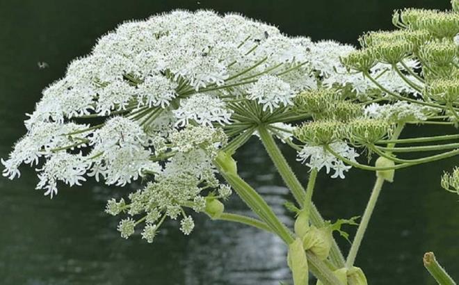 Cây ngò tây khổng lồ (Giant hogweed).