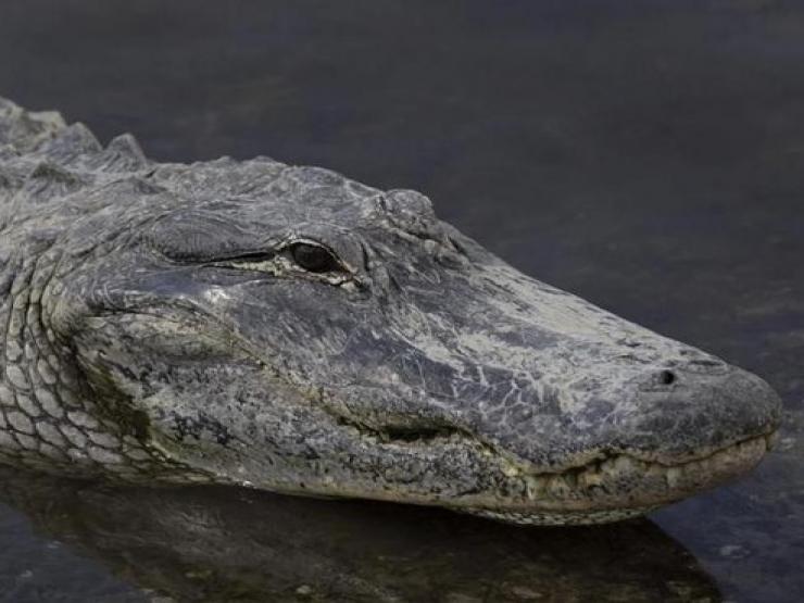 Phi thường - kỳ quặc - Thị trưởng Mexico kết hôn với cá sấu