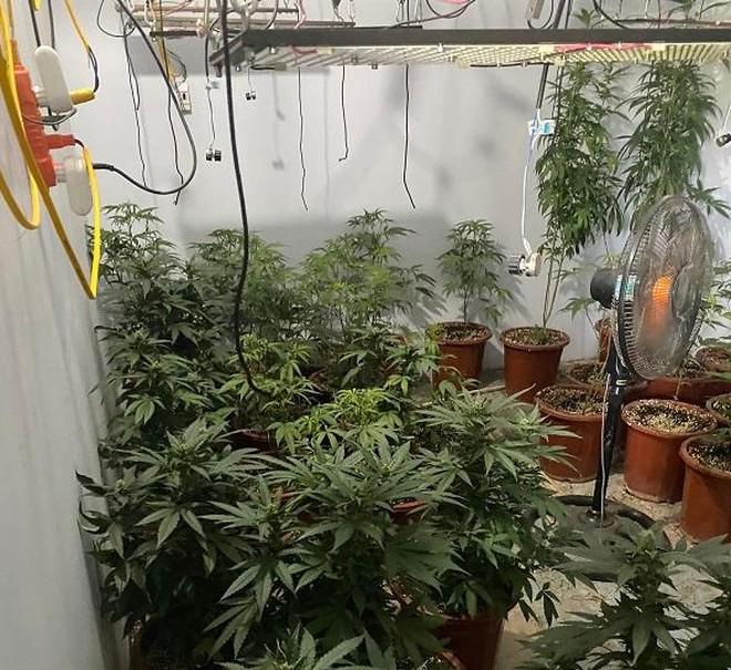 Những cây cần sa được trồng trong nhà