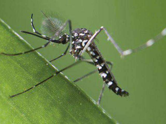 Sức khỏe đời sống - Lý do giật mình khiến sốt xuất huyết dễ lây khắp nhà, công sở