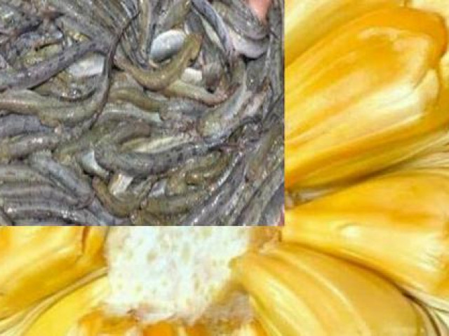 Thị trường - Tiêu dùng - Cá kèo tăng giá kỷ lục, mít Thái ném xuống ao cho cá ăn