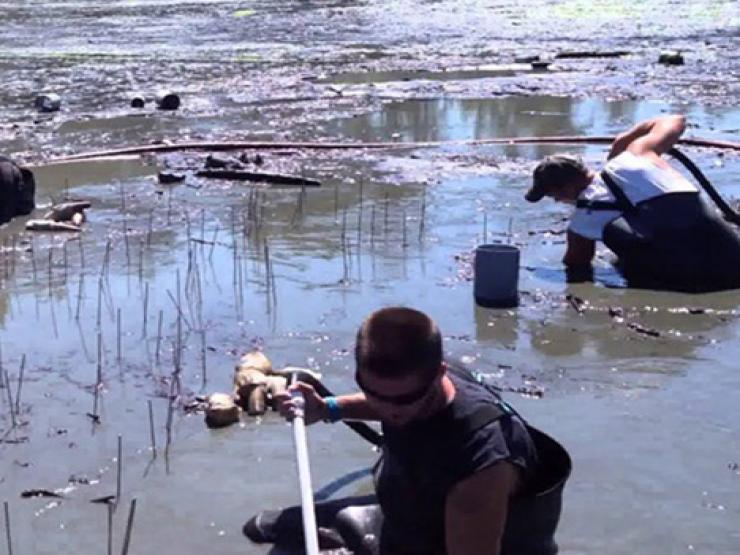 Thị trường - Tiêu dùng - Loài hải sản nhìn "ngượng đỏ mặt", ở Việt Nam 650.000/kg được ví như "thần dược"