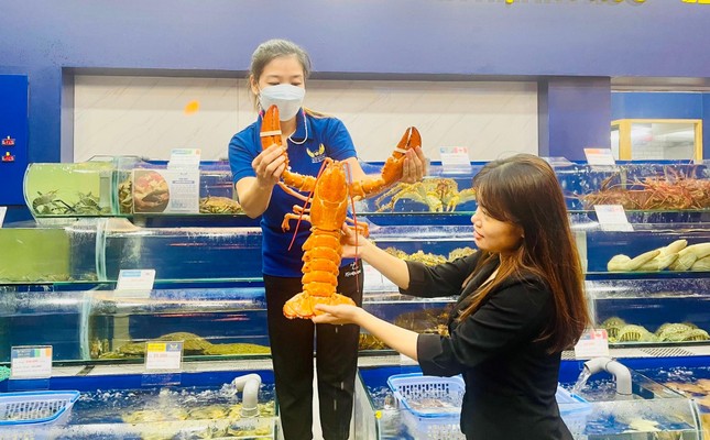 Com tôm hùm Canada có màu vàng cam quý hiếm lần đầu xuất hiện ở Việt Nam