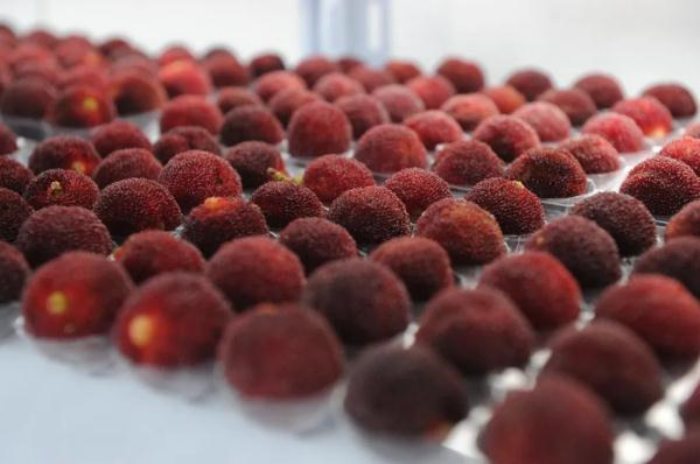 Quả châu Á giá chỉ vài chục/kg, sang Dubai bán hơn 200 nghìn/quả - 1