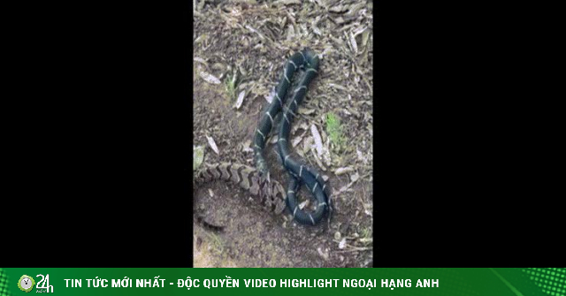 Video: Rắn vua giết chết, nuốt chửng rắn đuôi chuông khủng