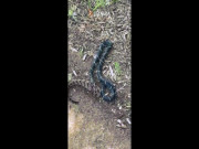 Video: Rắn vua giết chết, nuốt chửng rắn đuôi chuông "khủng"