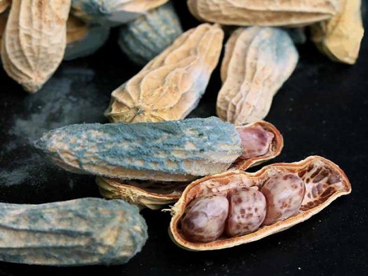 Sức khỏe đời sống - Thực hư việc bệnh nhân ung thư ăn đậu phộng sẽ làm thúc đẩy di căn