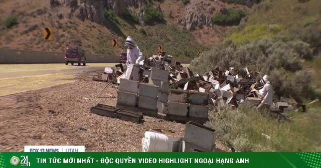 Mỹ: Vụ tai nạn khiến hơn 25 triệu con ong tràn ra đường cao tốc