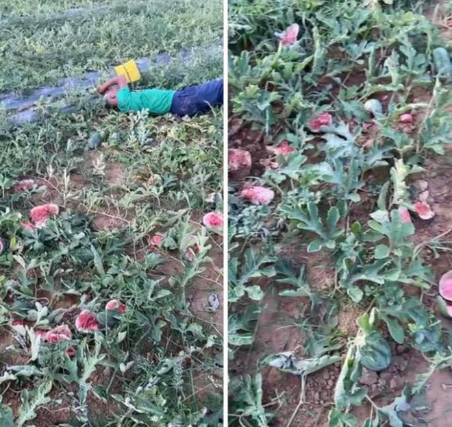 Hình ảnh cụ Tôn nằm vật khóc giữa vườn khi phát hiện hàng trăm quả dưa của gia đình bị kẻ xấu phá - Ảnh: Facebook