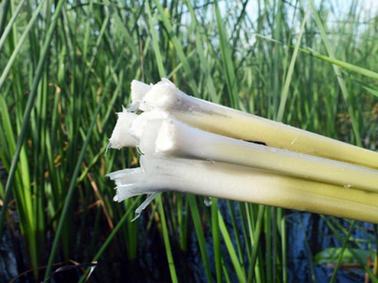 Thị trường - Tiêu dùng - Cây dại ở Việt Nam được ví như đặc sản trời ban, xưa nhổ bỏ, nay là "mỏ vàng" kiếm tiền triệu