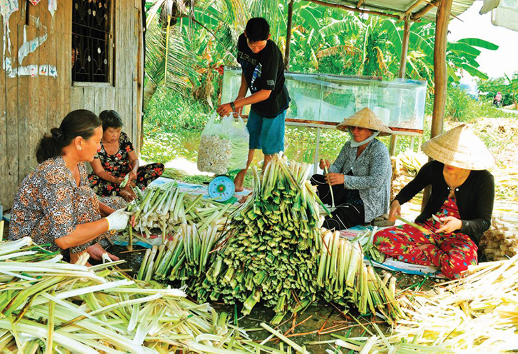 Giờ đây, nhiều người đã đưa cây bồn bồn về trồng. Chúng dễ chăm sóc, không tốn nhiều công sức
