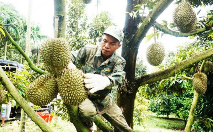 Nghe tưởng đơn giản nhưng không phải ai cũng biết “gõ” sầu riêng đúng cách để có thể “hái ra tiền”.
