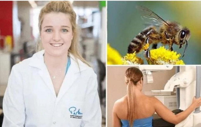 Hợp chất melittin từ nọc ong mật có thể phá hủy tế bào ung thư vú trong vòng 1 giờ đồng hồ - Ảnh: Creative Commons