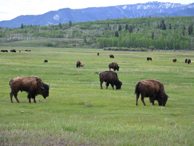 Những điều tuyệt diệu, kỳ thú ẩn chứa trong công viên quốc gia Yellowstone - 12