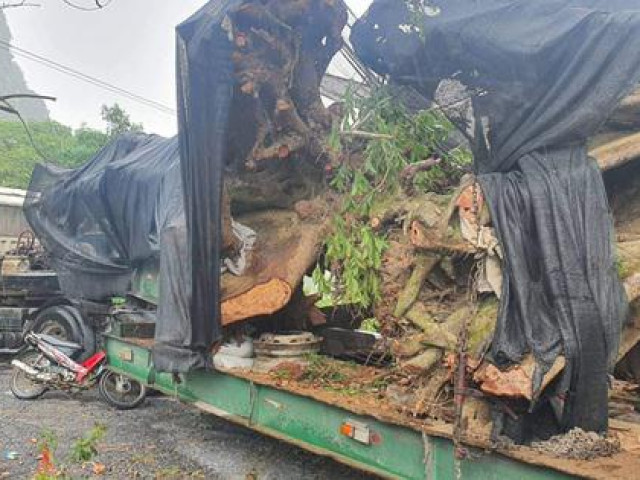 Tin tức trong ngày - Người mua và vận chuyển 2 cây sung khủng chỉ bị phạt... 750.000 đồng