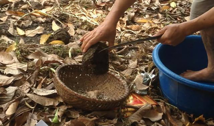 Từ đầu tháng 3 Âm lịch, các thợ săn ở tỉnh Bắc Giang bắt đầu vào mùa săn trứng kiến.
