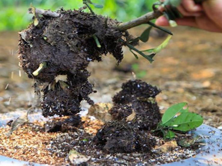 Thị trường - Tiêu dùng - Săn thứ đặc sản trắng muốt được ví như "lộc trời", bán 300.000 đồng/kg, ngày kiếm tiền triệu