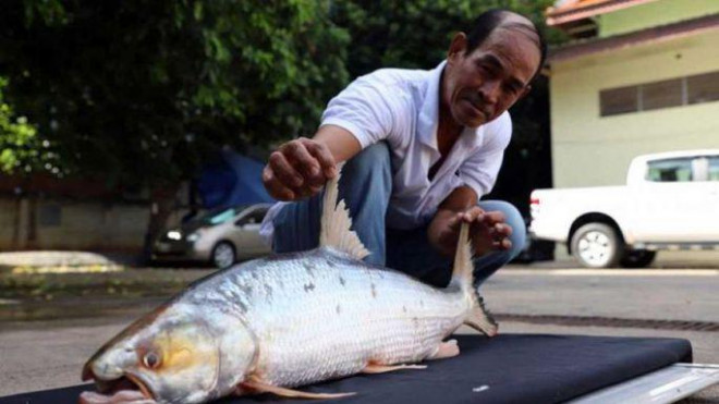 Con cá chép hồi khổng lồ nặng 6 kg nhưng không may đã chết. Ảnh: AKP