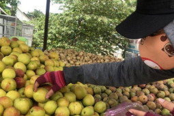 Ẩm thực - Cách phân biệt đào Việt Nam với đào Trung Quốc