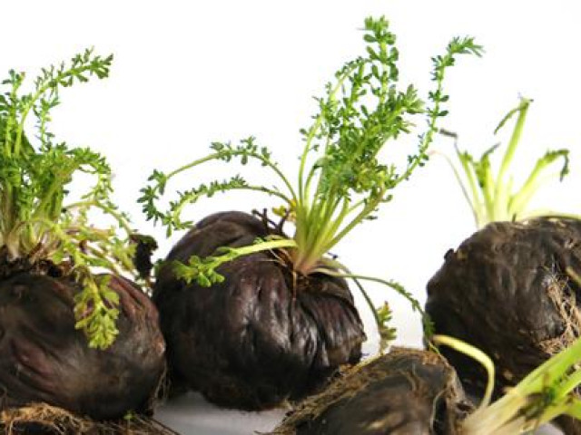 Sức khỏe đời sống - 5 loại "viagra" thảo dược cần thận trọng khi dùng