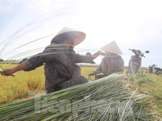 Thị trường - Tiêu dùng - "Mót" cói giữa trưa nắng nóng kiếm nửa triệu đồng mỗi ngày