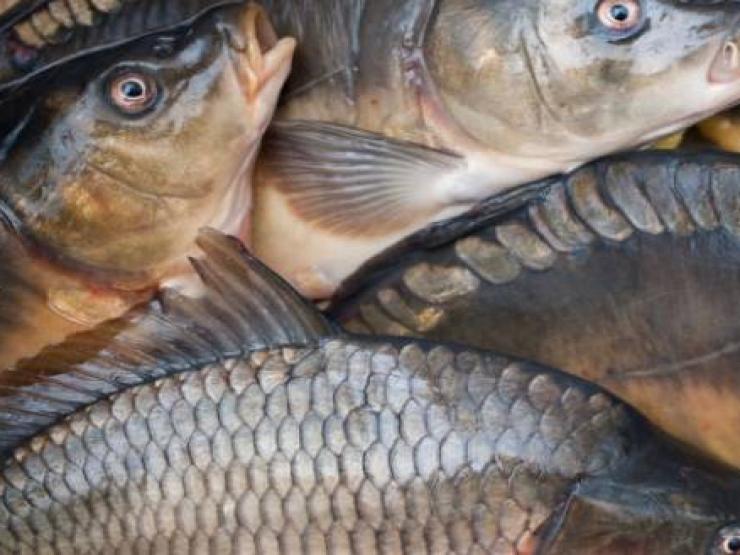 Ẩm thực - Khi mua cá chép nên chọn con đực hay cái? Chọn nhầm khiến món ăn bị tanh và không ngon